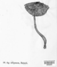 Agaricus adiposus image